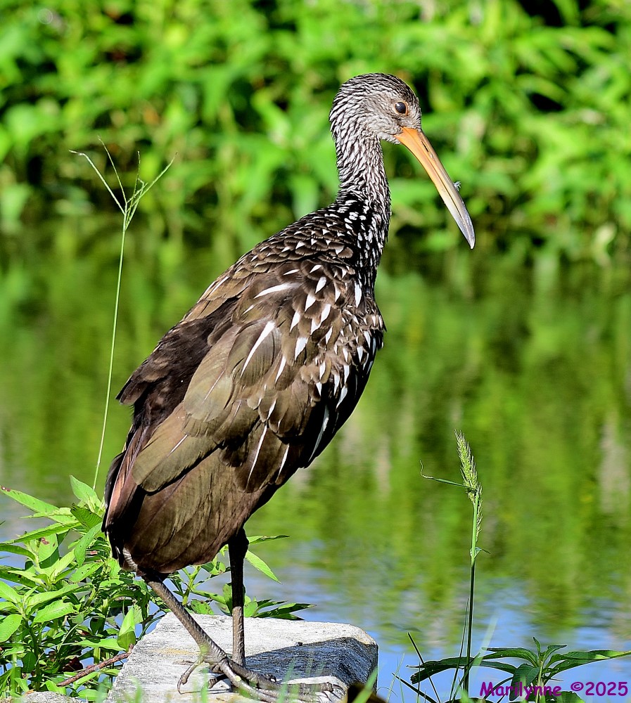 DSC_7138_001.JPG