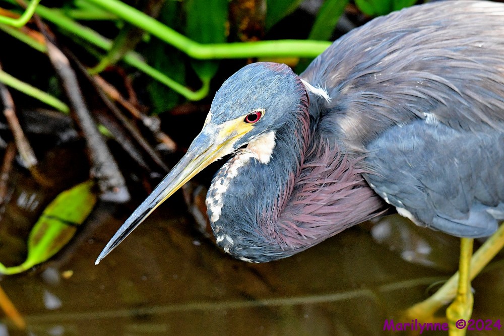DSC_7139_001.JPG
