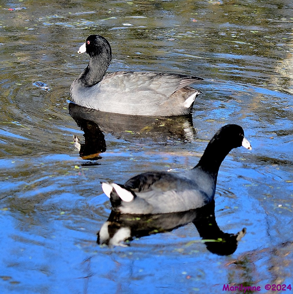 DSC_7139_001.JPG