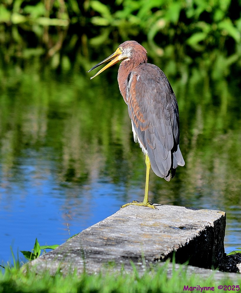 DSC_7141_001.JPG