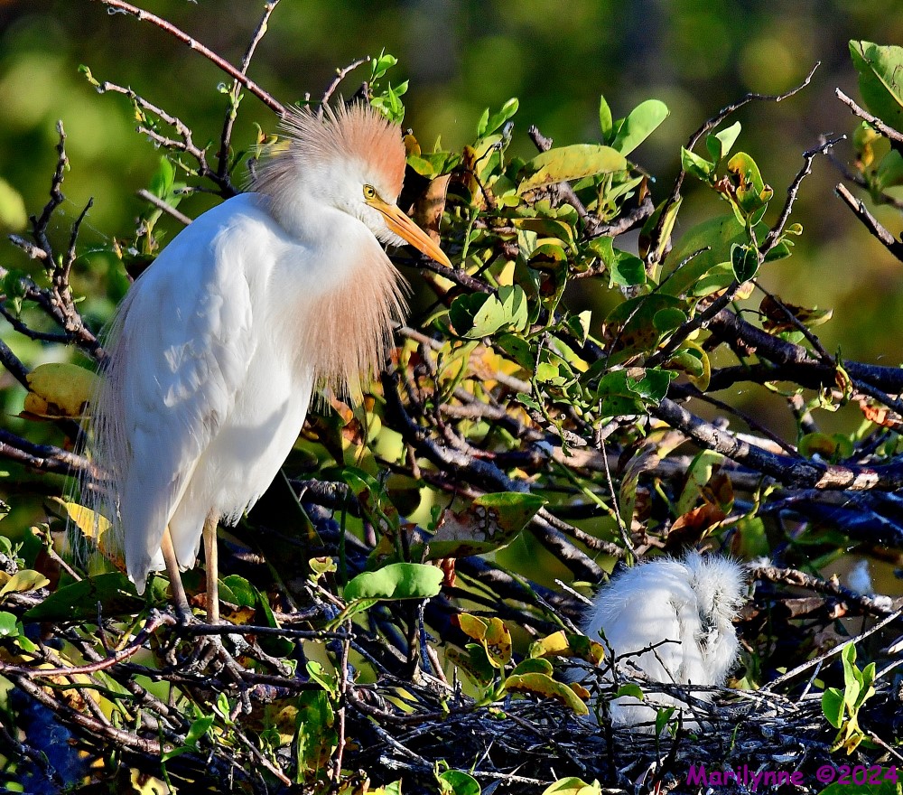 DSC_7142_001.JPG