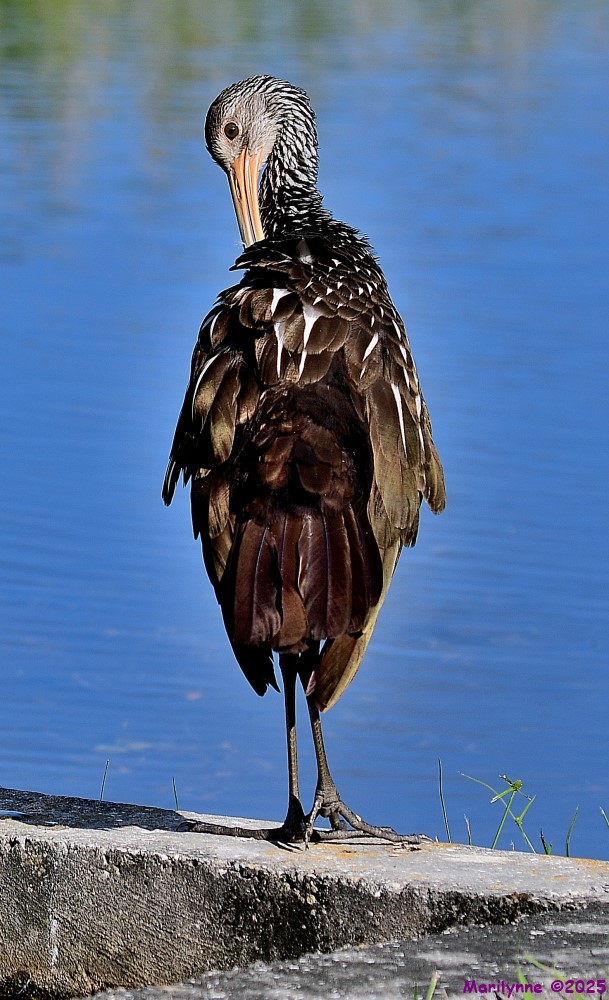 DSC_7143_001.JPG