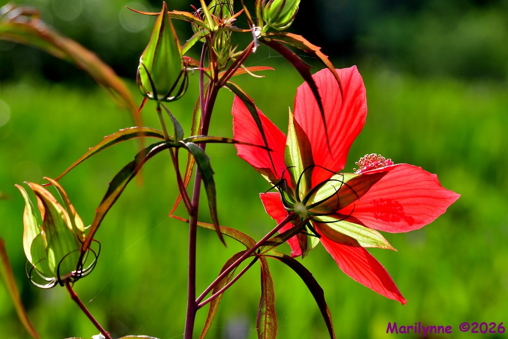 DSC_7143_001.JPG