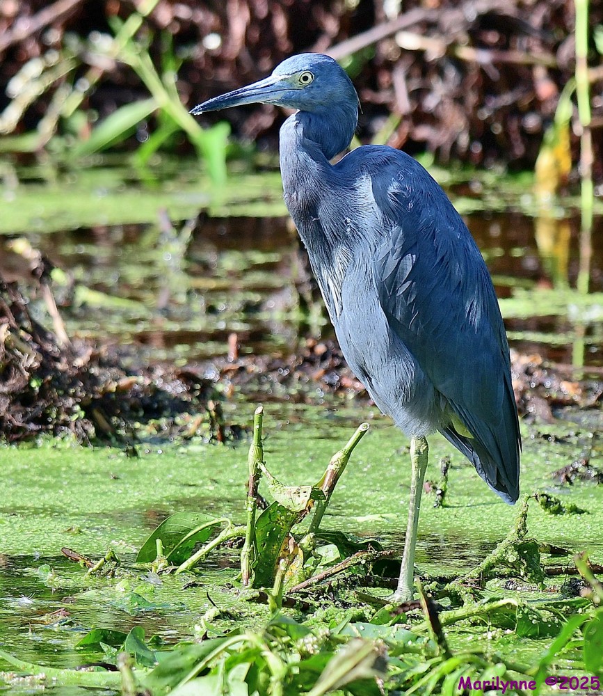 DSC_7145_001.JPG
