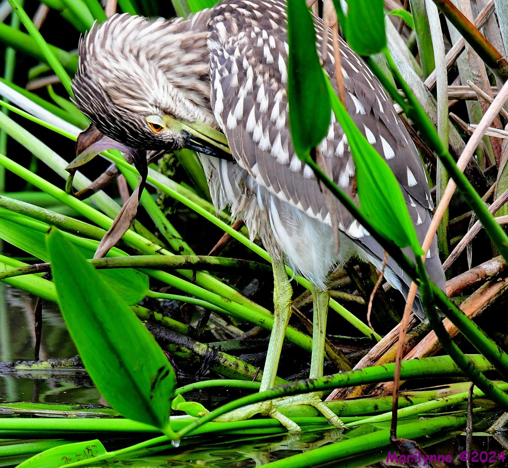 DSC_7146_001.JPG