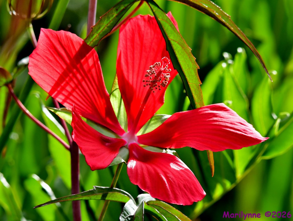 DSC_7146_001.JPG