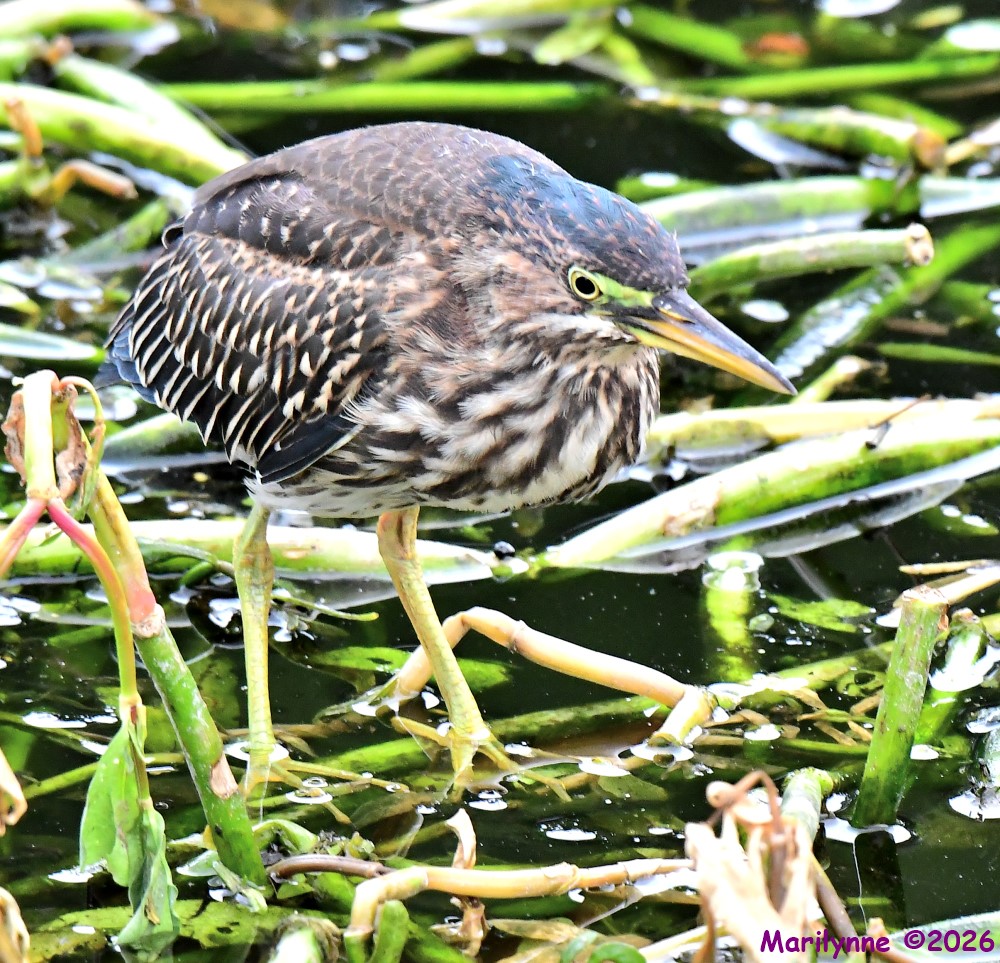 DSC_7147_001.JPG
