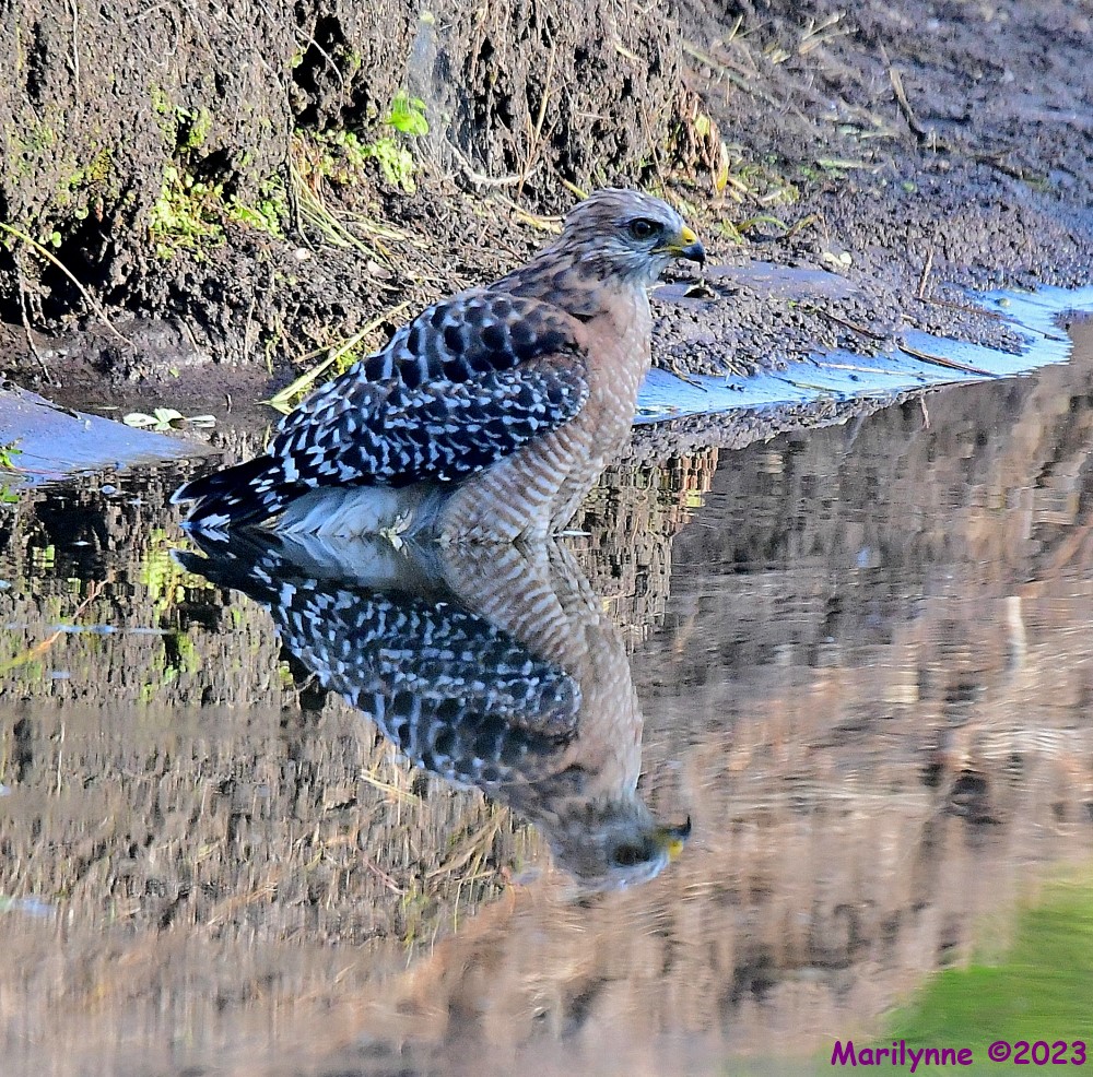 DSC_7148_001.JPG