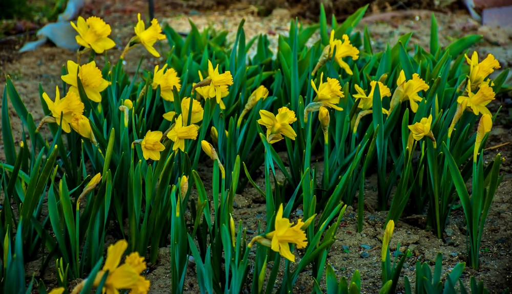 DSC_7149 (1000x575).jpg
