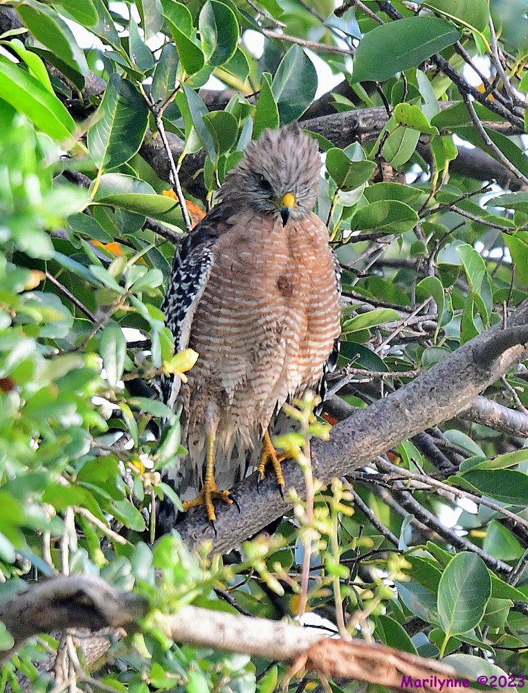 DSC_7151_001.JPG