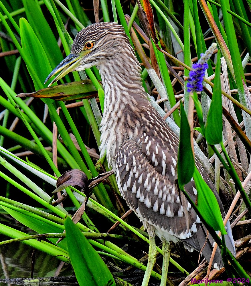 DSC_7152_001.JPG