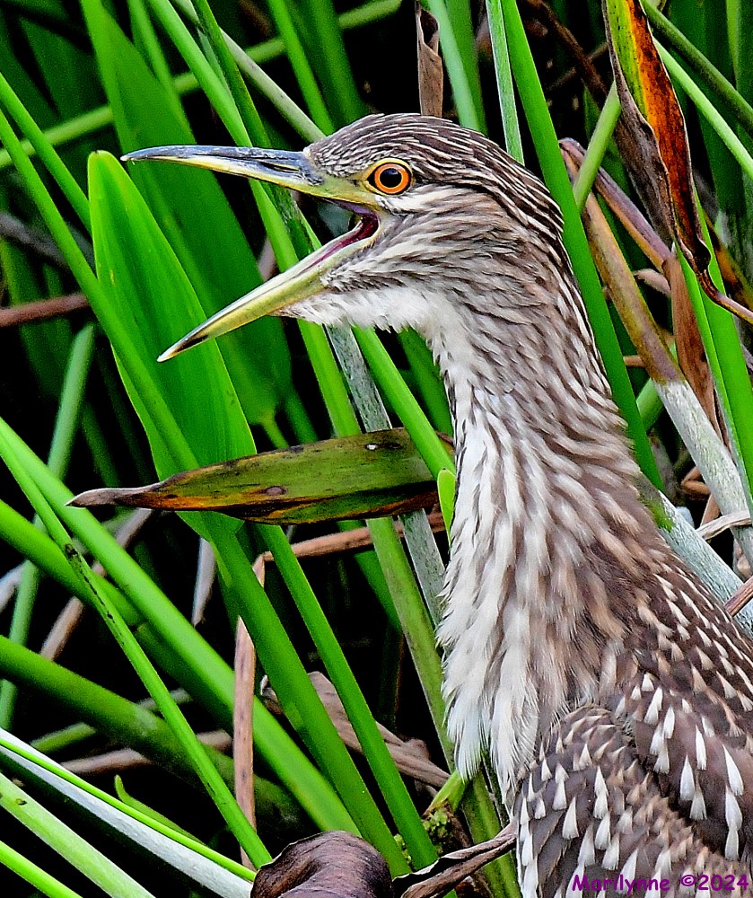 DSC_7153_001.JPG