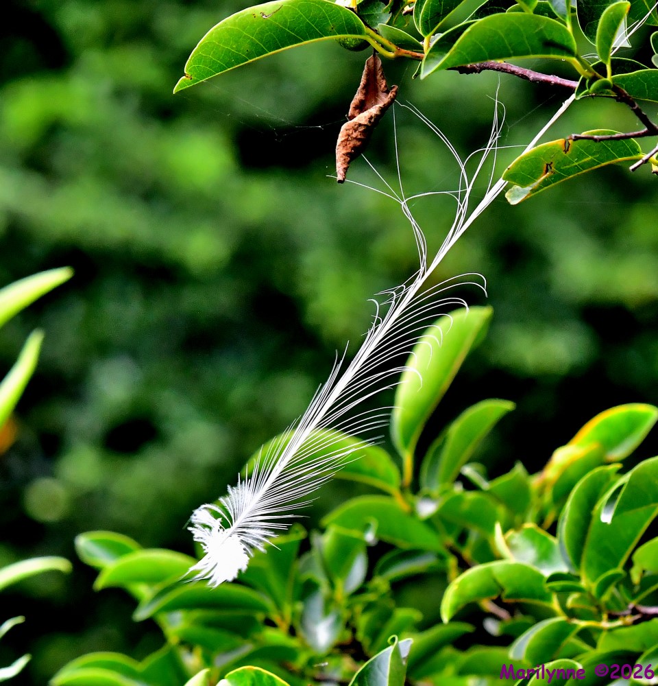 DSC_7156_001.JPG