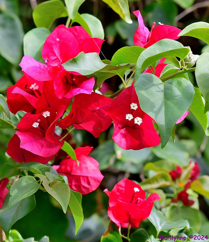 DSC_7157_001.JPG