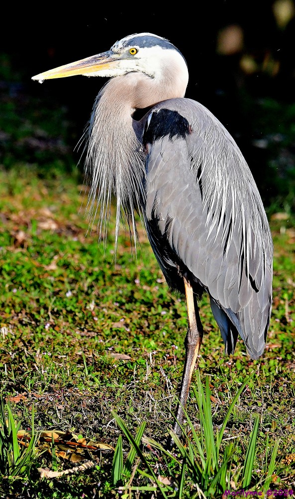 DSC_7159_001.JPG