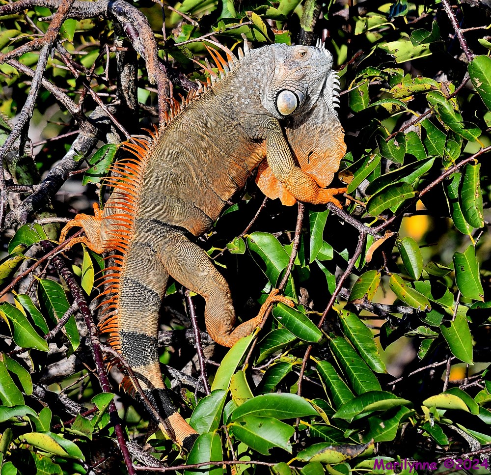 DSC_7161_001.JPG