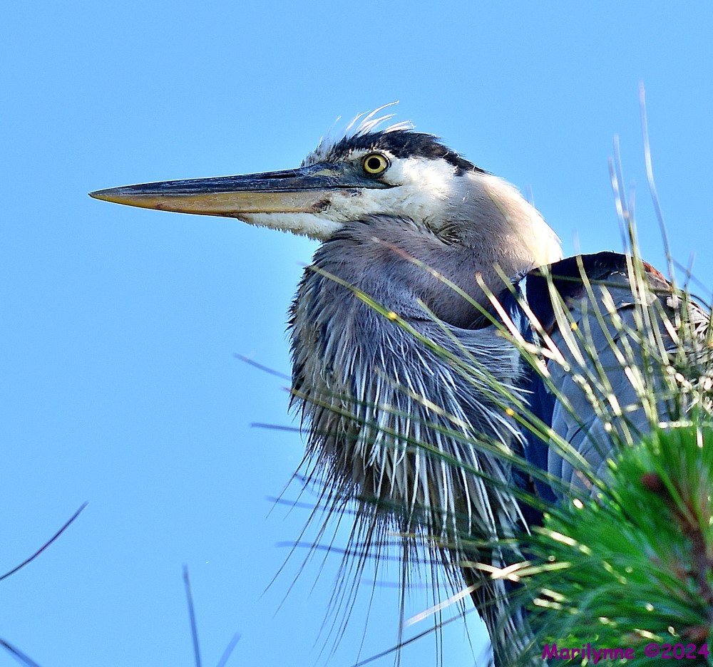DSC_7162_001.JPG