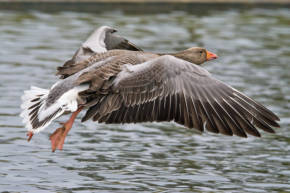 DSC_7163.jpg