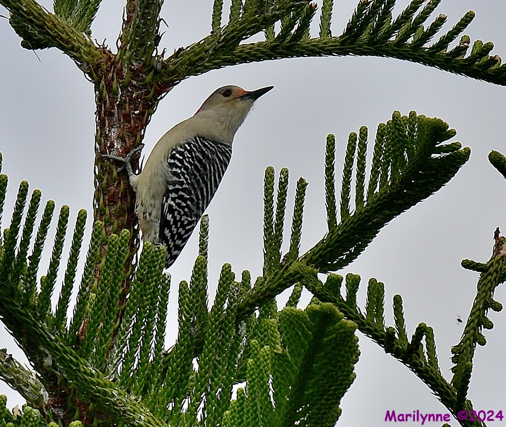 DSC_7163_001.JPG