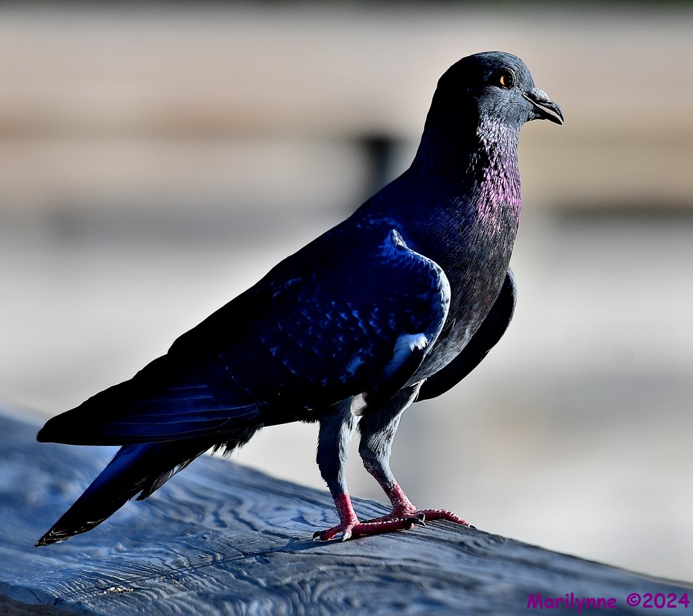 DSC_7163_001.JPG
