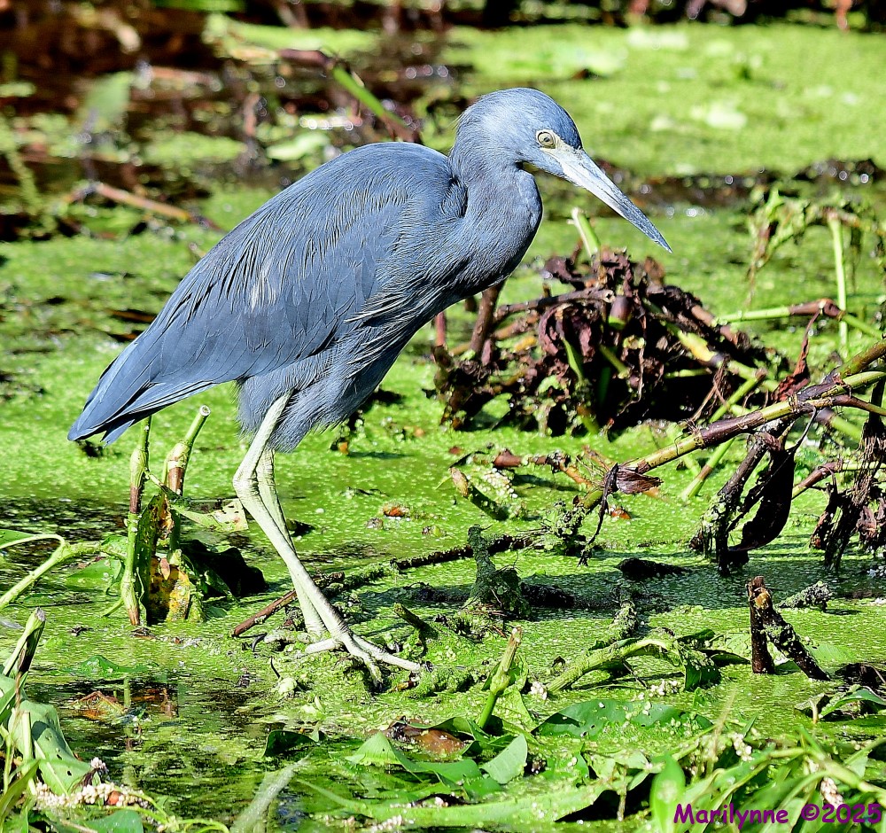 DSC_7163_001.JPG