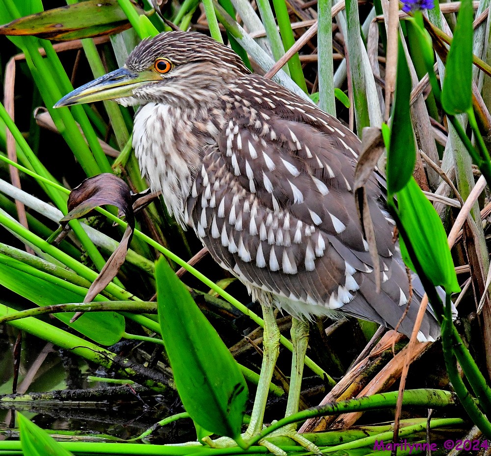 DSC_7164_001.JPG