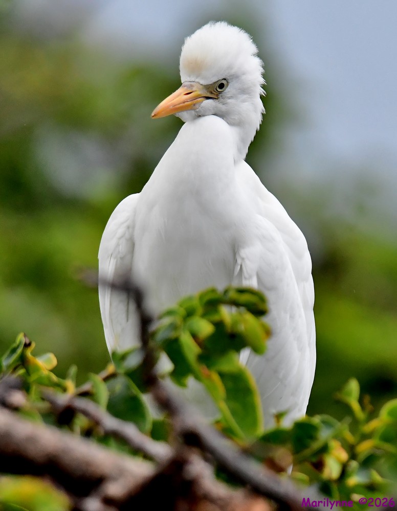 DSC_7164_001.JPG