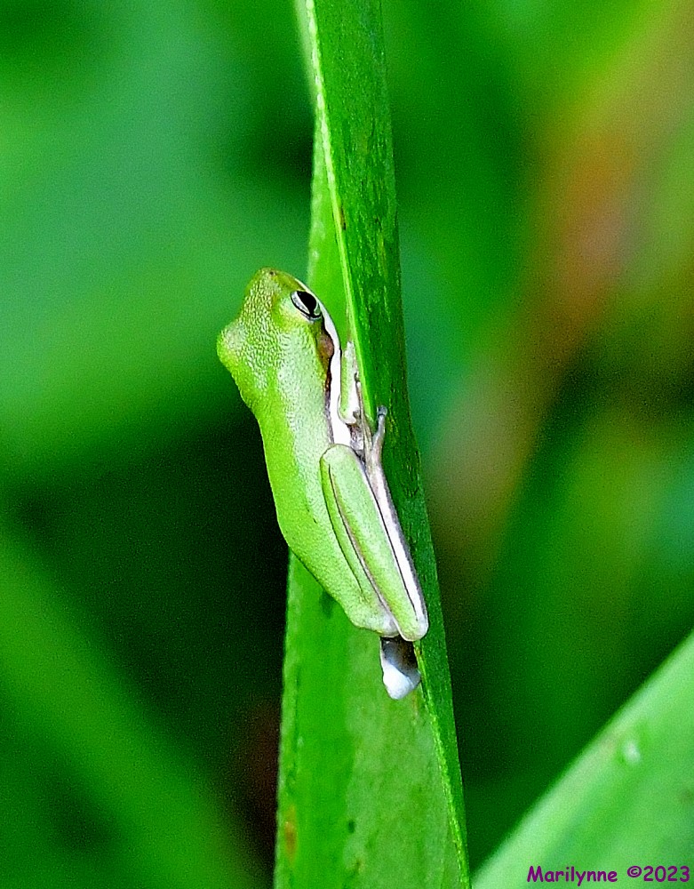 DSC_7165_001.JPG