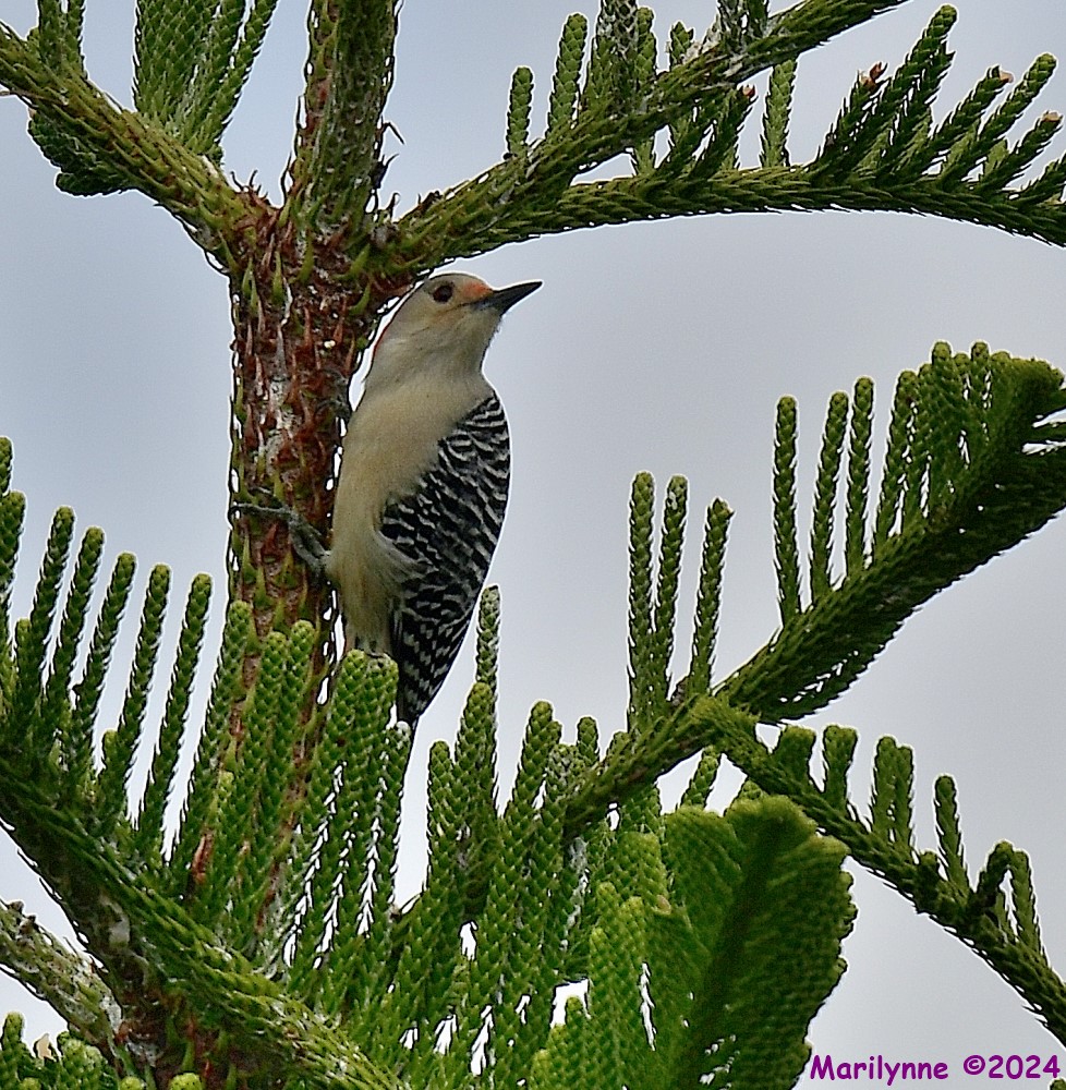 DSC_7166_001.JPG
