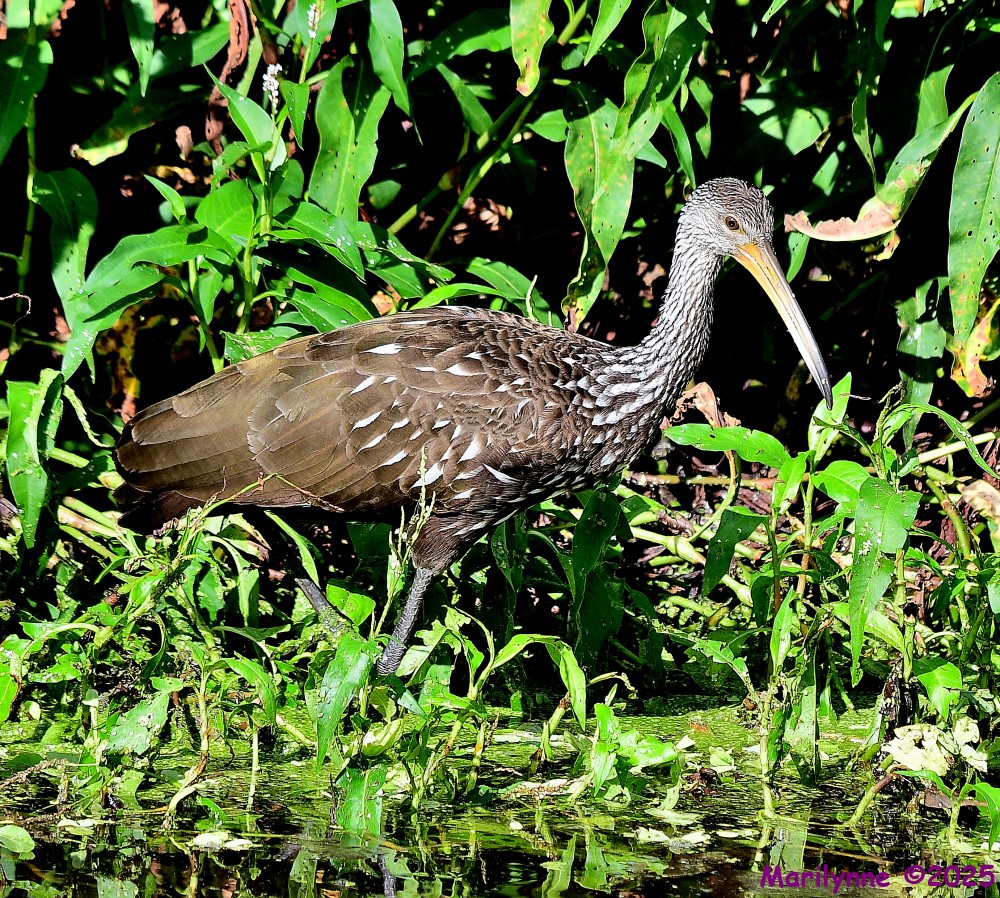 DSC_7167_001.JPG