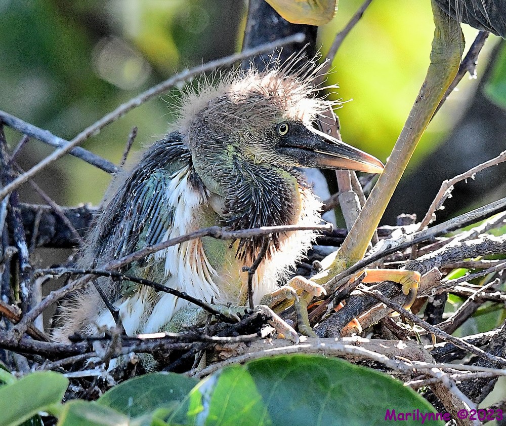 DSC_7168_001.JPG
