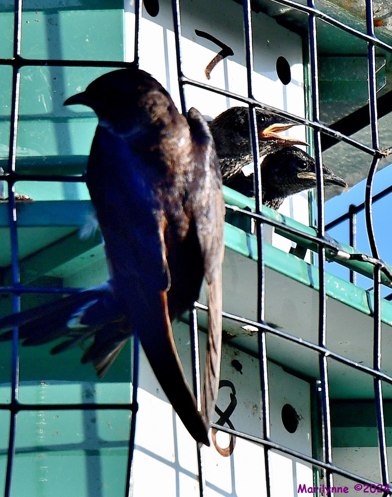 DSC_7168_001.JPG