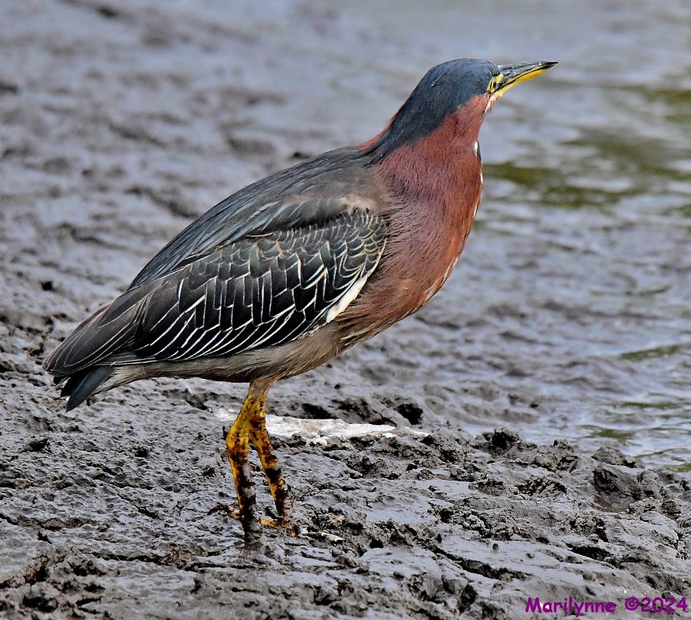 DSC_7168_001.JPG