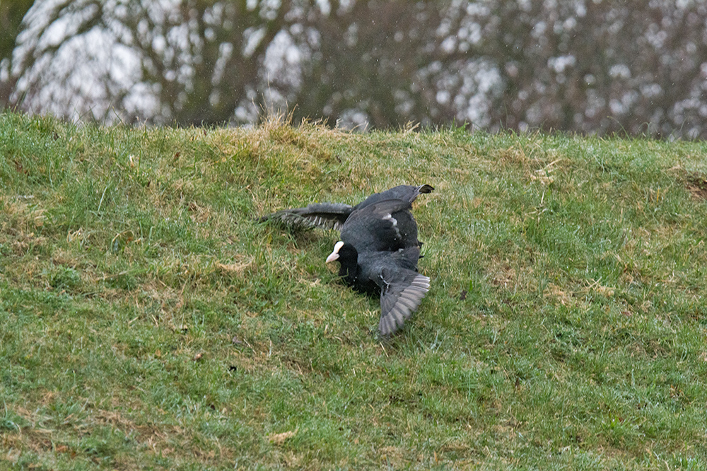 DSC_7169.jpg