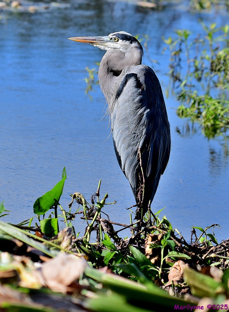 DSC_7169_001.JPG