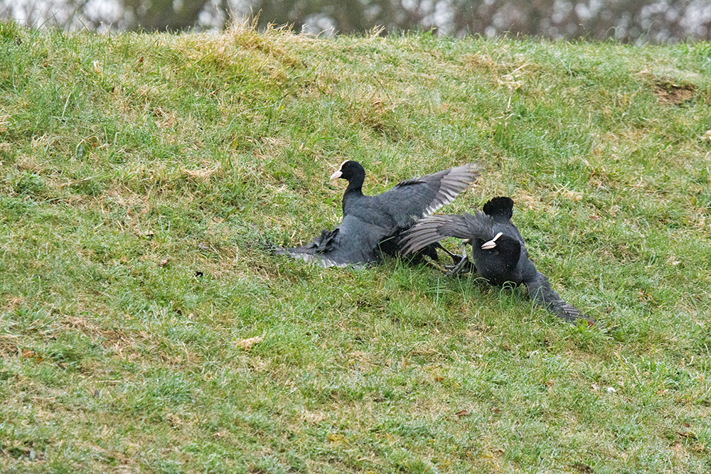 DSC_7170.jpg