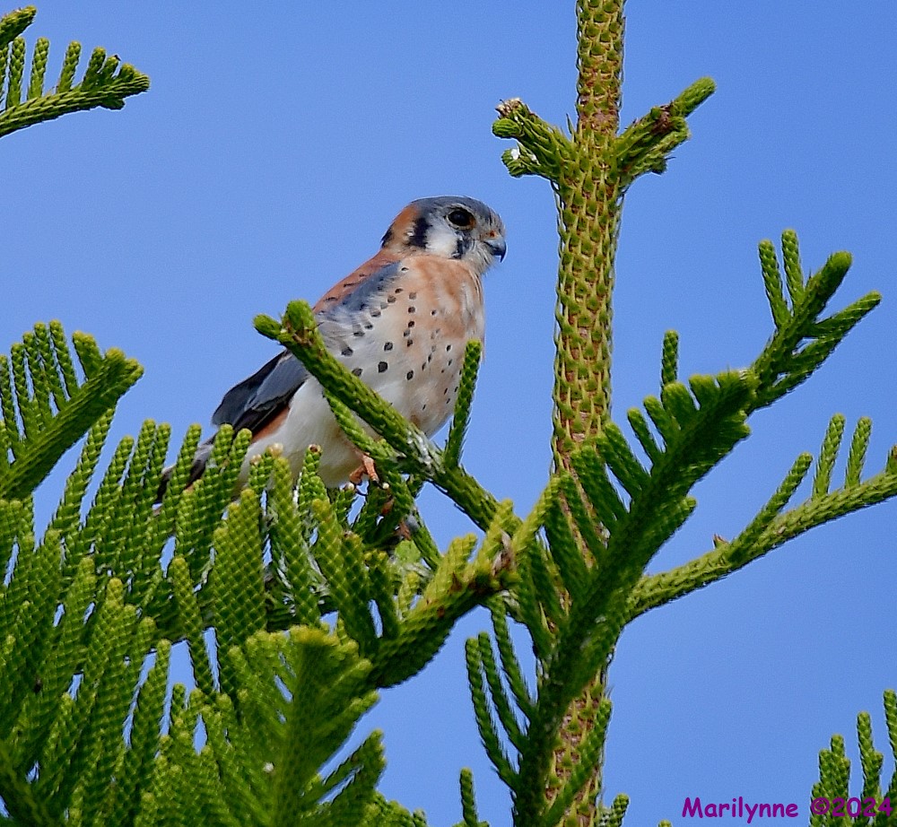 DSC_7171_001.JPG