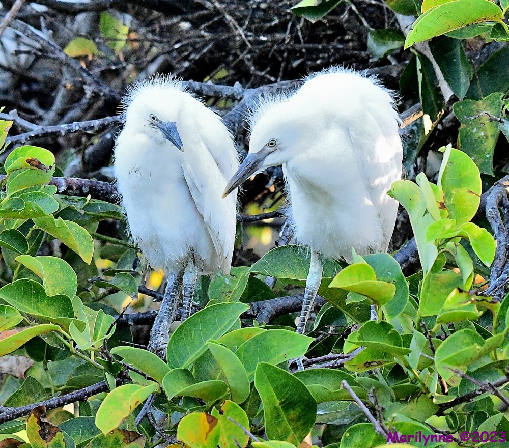 DSC_7172_001.JPG