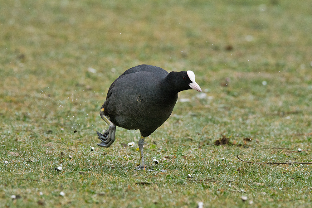 DSC_7173.jpg