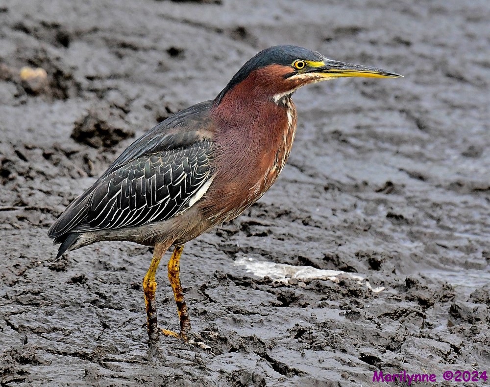 DSC_7173_001.JPG