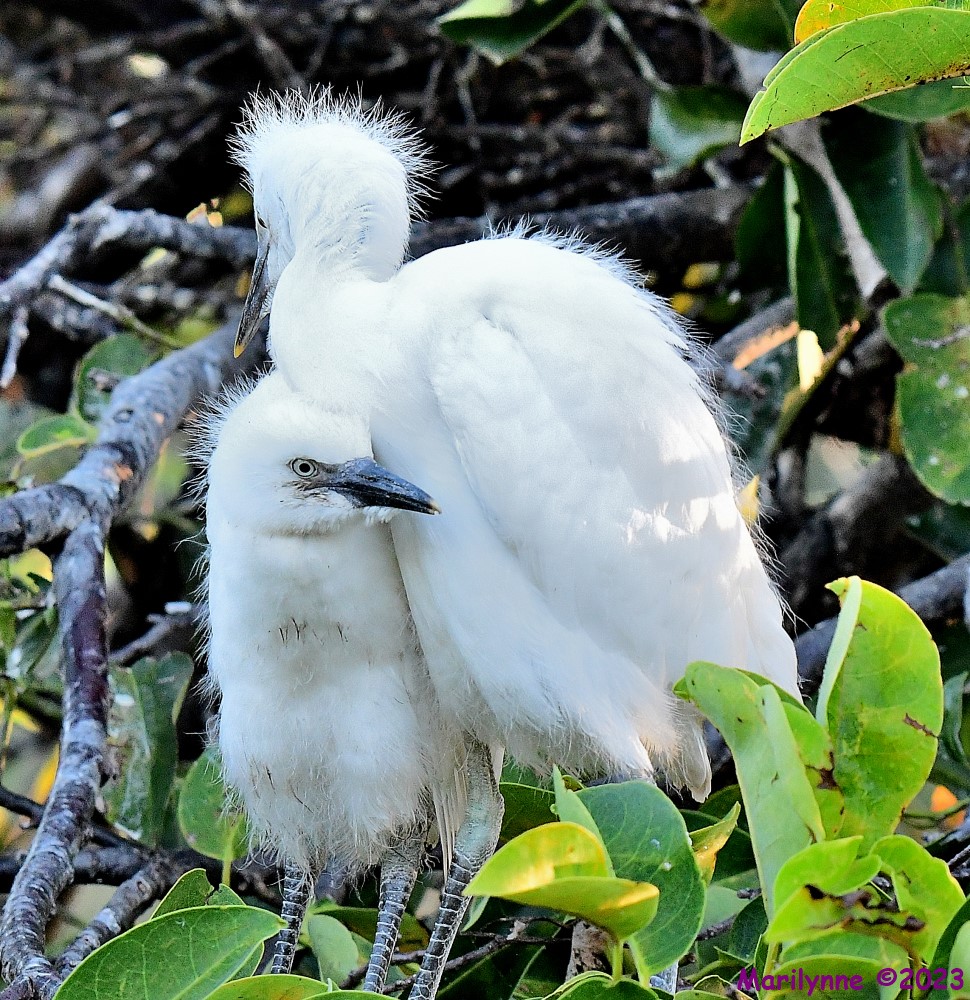 DSC_7174_001.JPG