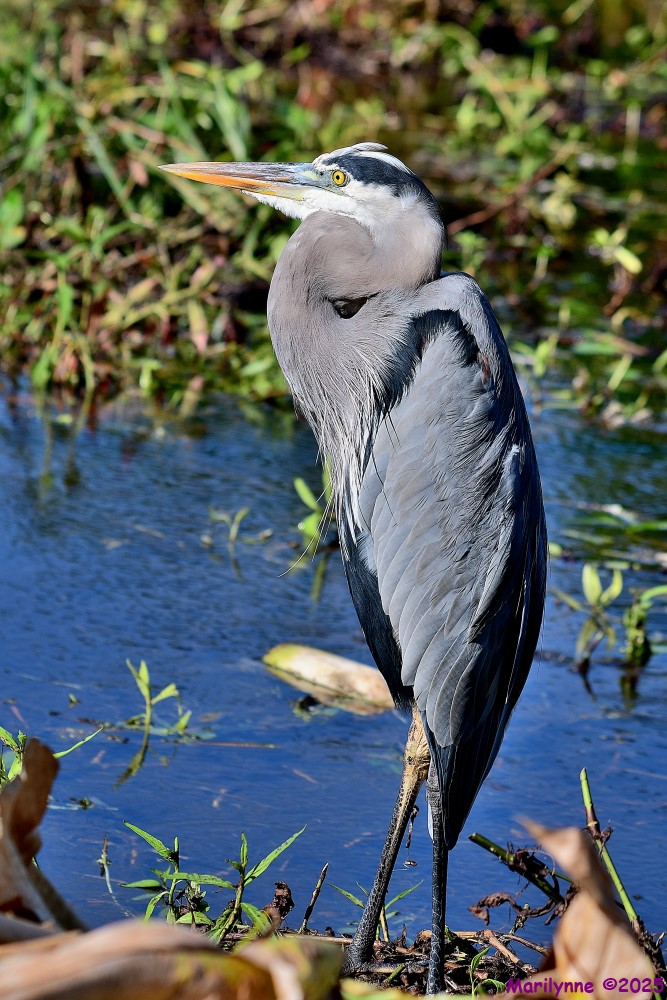 DSC_7174_001.JPG