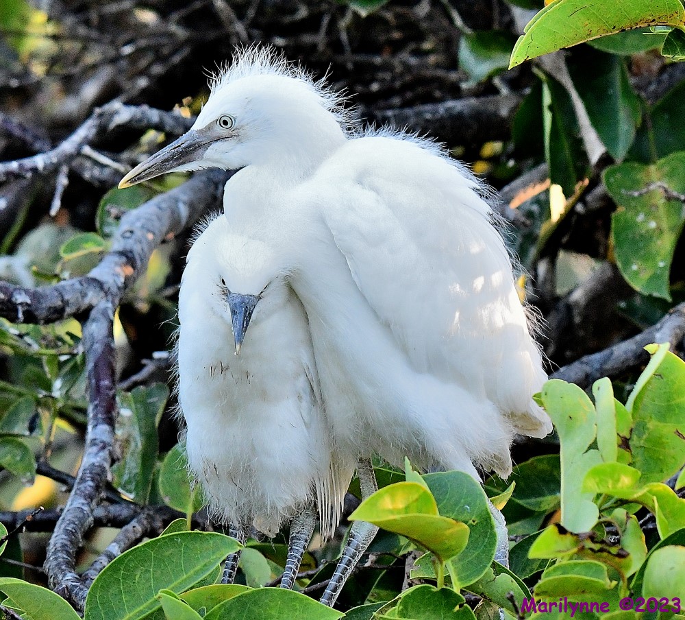 DSC_7176_001.JPG