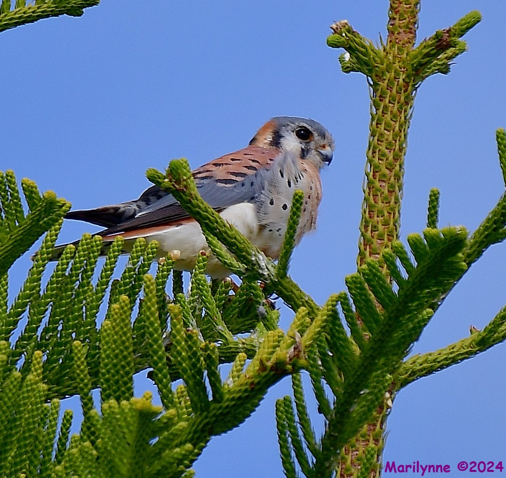 DSC_7177_001.JPG