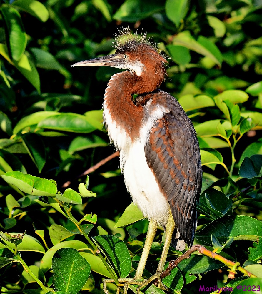 DSC_7180_001.JPG