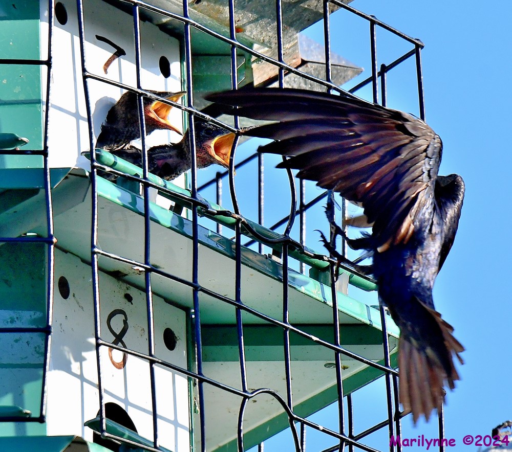 DSC_7180_001.JPG