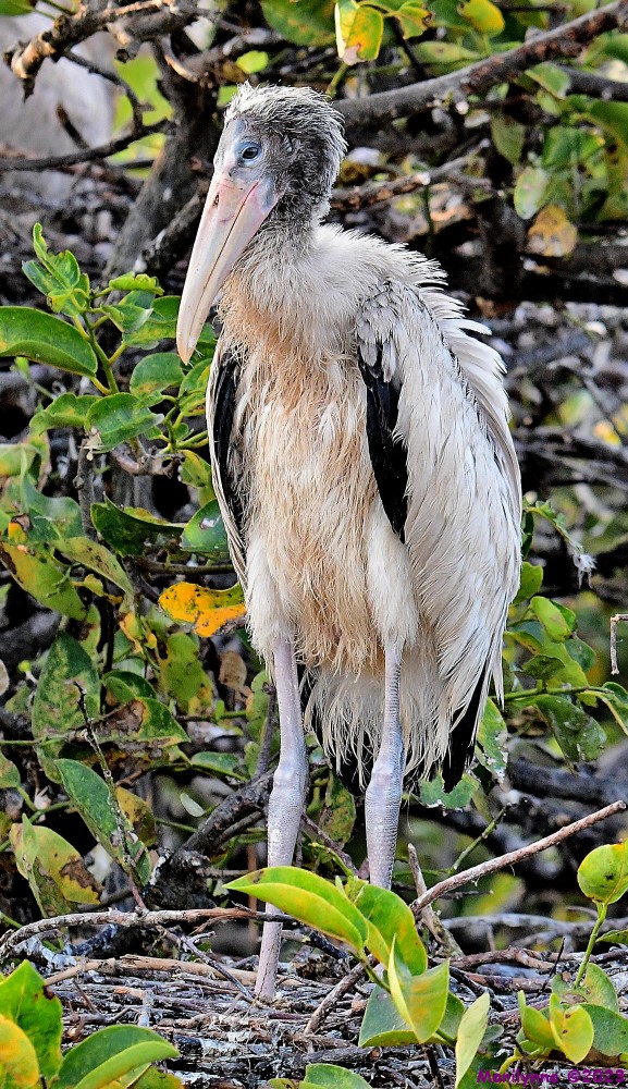 DSC_7184_001.JPG