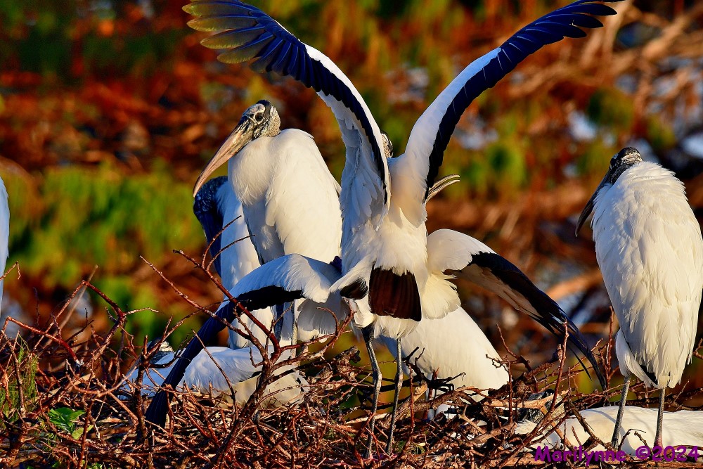 DSC_7184_001.JPG