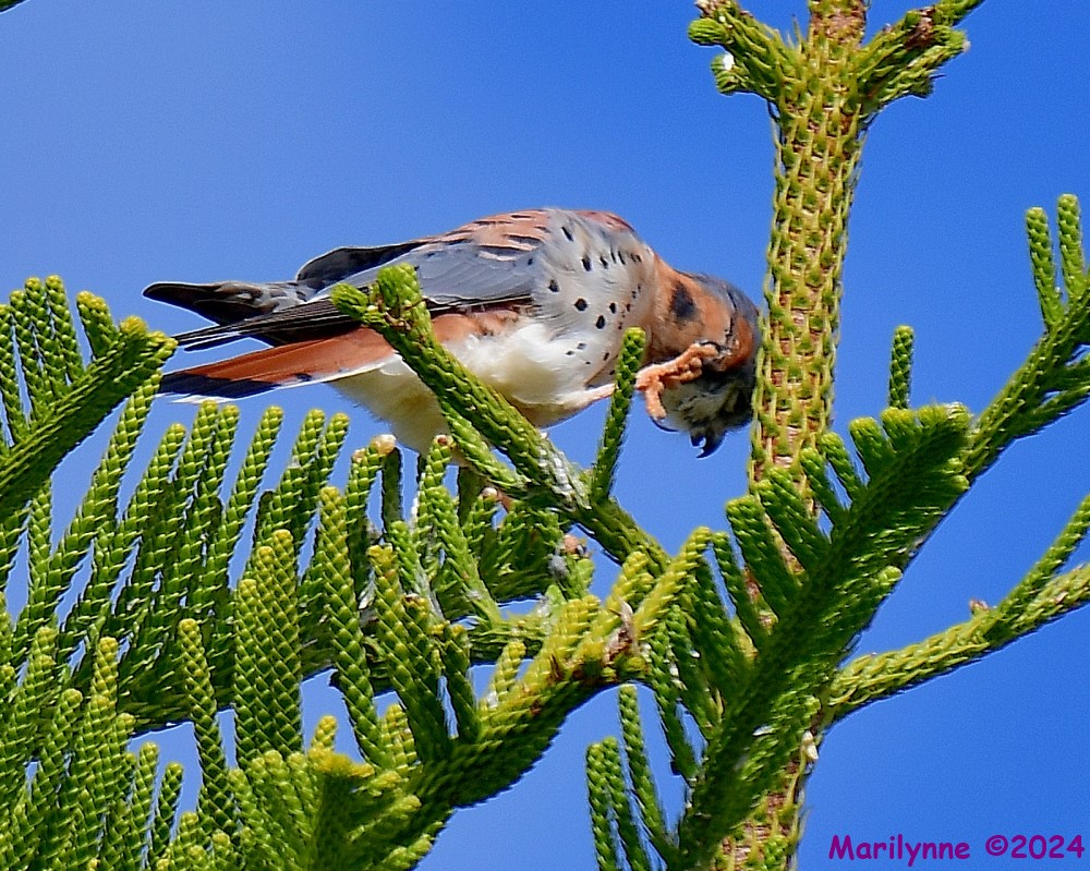 DSC_7184_001.JPG