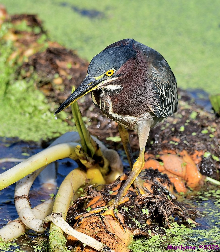 DSC_7184_001.JPG